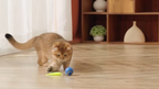 Smart Interactive Cat Ball™